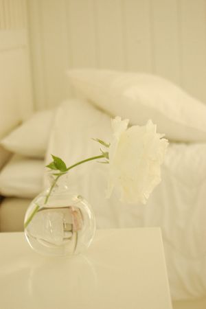 Photos of vases - single stem white rose in glass vase.jpg